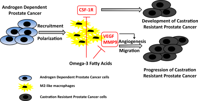 Effect of dietary omega-3 fatty acids on castrate-resistant prostate cancer  and tumor-associated macrophages | Prostate Cancer and Prostatic Diseases