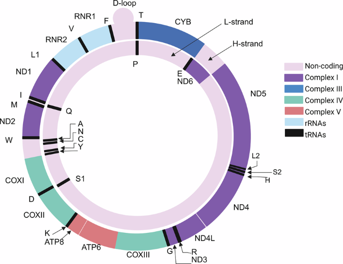 Fig. 1: Map of the human mitochondrial genome.