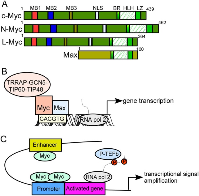 Targeting oncogenic Myc as a strategy for cancer treatment | Signal  Transduction and Targeted Therapy