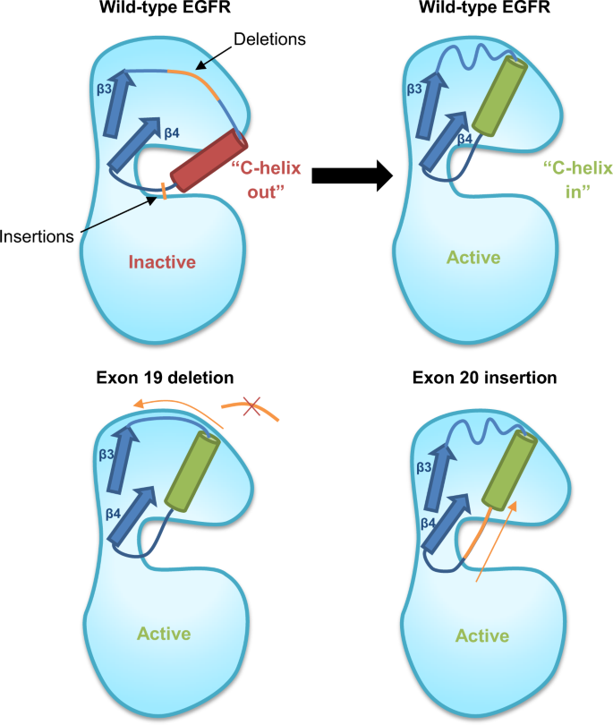 Targeting EGFR exon 20 insertion mutations in non-small cell lung cancer |  Signal Transduction and Targeted Therapy