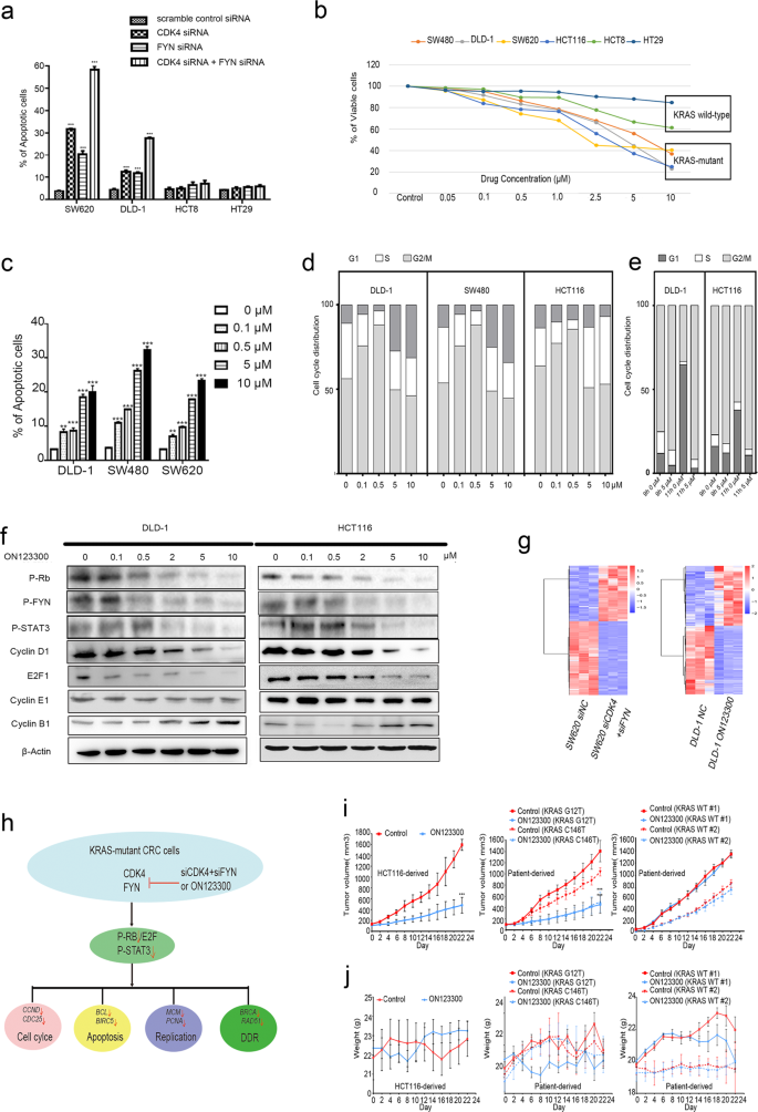 Dual Inhibition Of Cdk4 And Fyn Leads To Selective Cell Death In Kras Mutant Colorectal Cancer Signal Transduction And Targeted Therapy