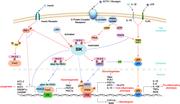 The Potent Roles Of Salt Inducible Kinases Siks In Metabolic Homeostasis And Tumorigenesis Signal Transduction And Targeted Therapy