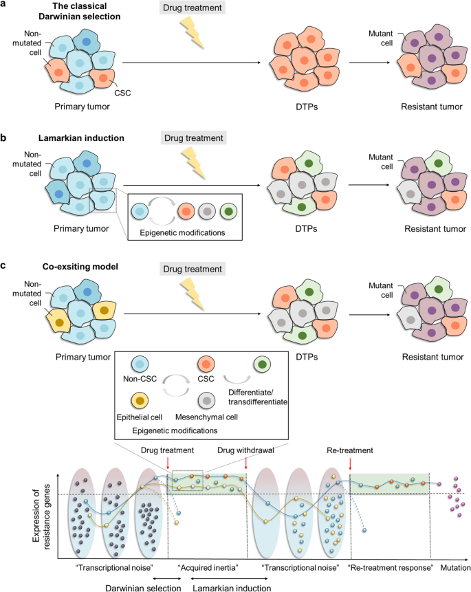 Emerging role of tumor cell plasticity in modifying therapeutic response |  Signal Transduction and Targeted Therapy