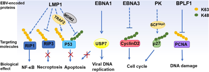 EBV-encoded proteins modulate host ubiquitin signaling pathways. 