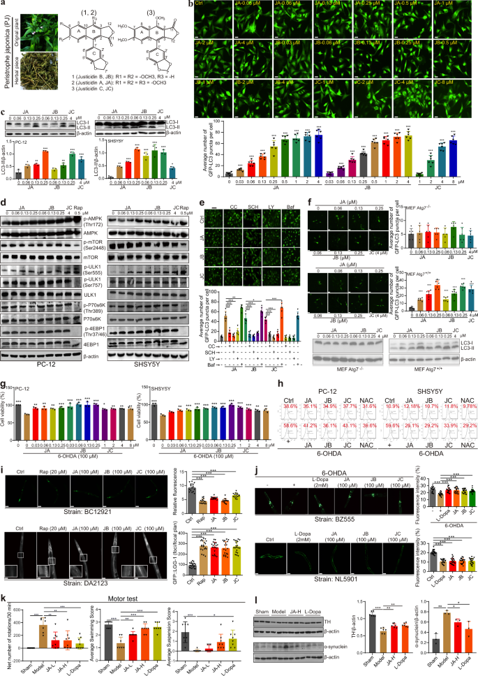 Targeting Autophagy As A Therapeutic Strategy For Identification Of Liganans From Peristrophe Japonica In Parkinson S Disease Signal Transduction And Targeted Therapy