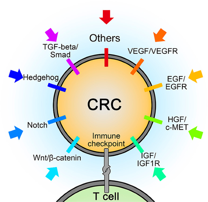 Colorectal cancer therapy