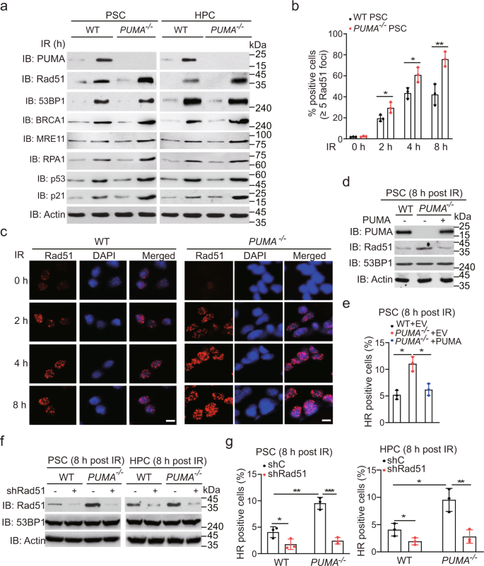 PUMA facilitates EMI1-promoted cytoplasmic Rad51 ubiquitination and  inhibits DNA repair in stem and progenitor cells | Signal Transduction and  Targeted Therapy