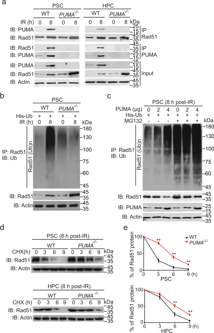 PUMA facilitates EMI1-promoted cytoplasmic Rad51 ubiquitination and  inhibits DNA repair in stem and progenitor cells | Signal Transduction and  Targeted Therapy