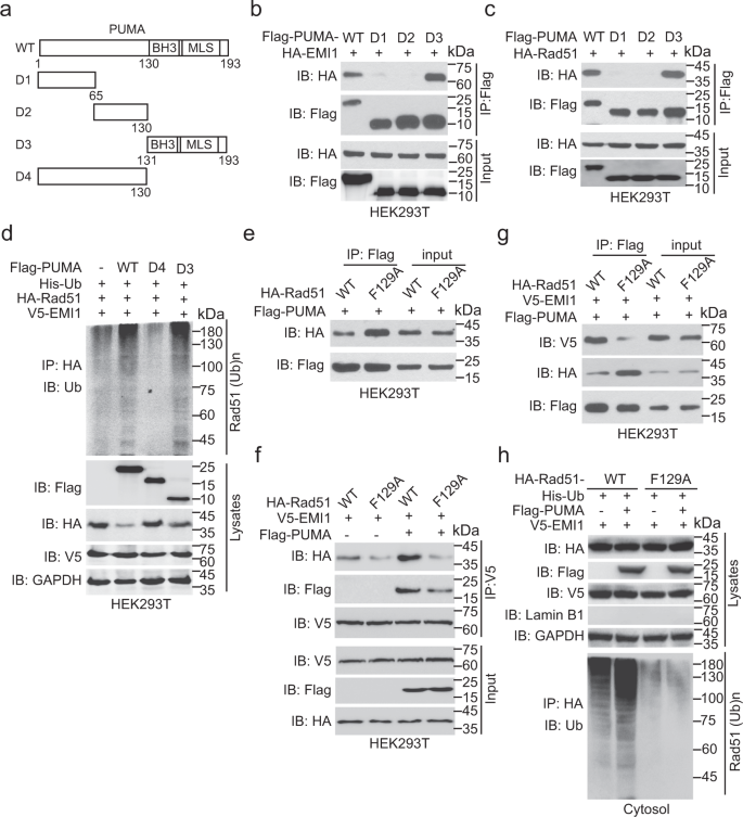 PUMA facilitates EMI1-promoted cytoplasmic Rad51 ubiquitination and  inhibits DNA repair in stem and progenitor cells | Signal Transduction and  Targeted Therapy