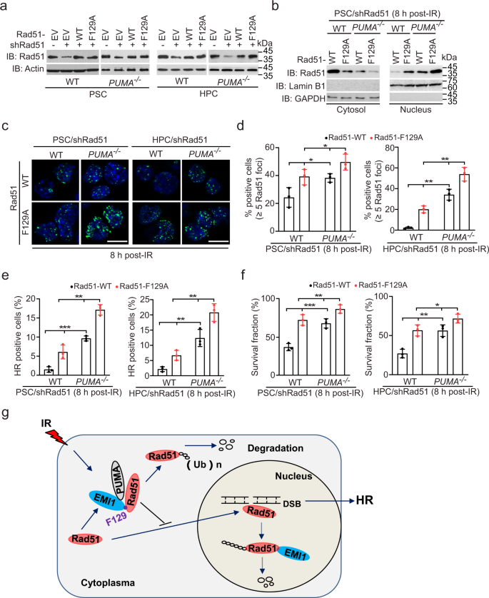 PUMA facilitates EMI1-promoted cytoplasmic Rad51 ubiquitination and  inhibits DNA repair in stem and progenitor cells | Signal Transduction and  Targeted Therapy