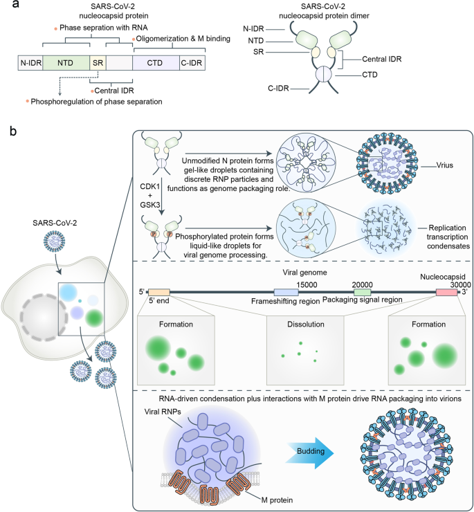 Phase separation on microtubules: from droplet formation to cellular  function?: Trends in Cell Biology