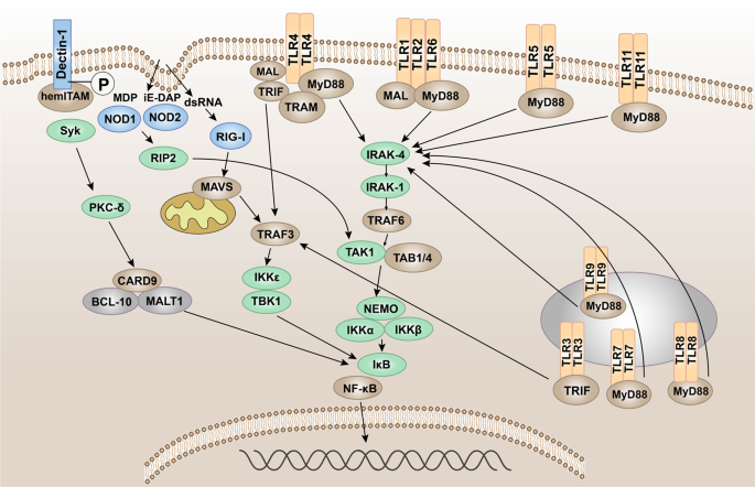 Pattern recognition receptors in health and diseases | Signal Transduction  and Targeted Therapy