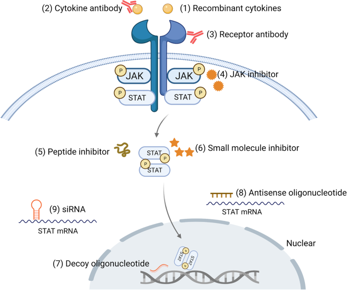 jak stat pathway