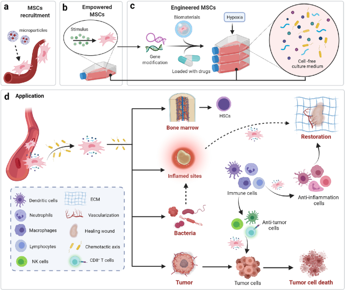 The secretion profile of mesenchymal stem cells and potential 