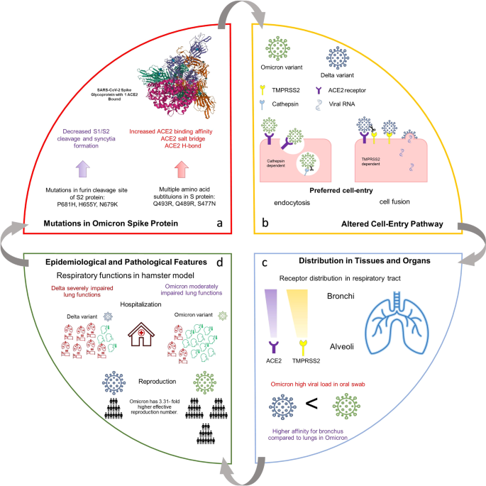 Omicron: increased transmissibility and decreased pathogenicity | Signal  Transduction and Targeted Therapy