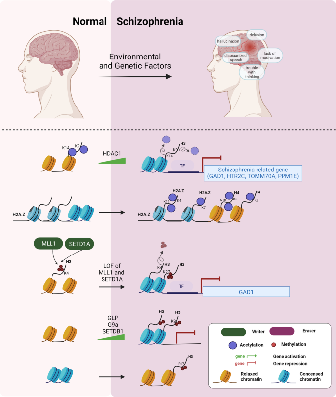 Genes involved in histone acetylation known to cause rare diseases