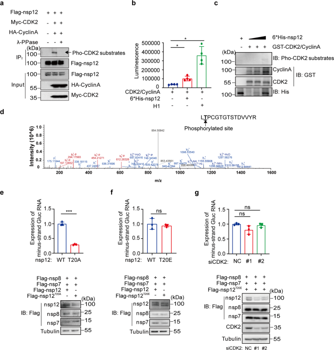 https://media.springernature.com/lw685/springer-static/image/art%3A10.1038%2Fs41392-022-01239-w/MediaObjects/41392_2022_1239_Fig4_HTML.png