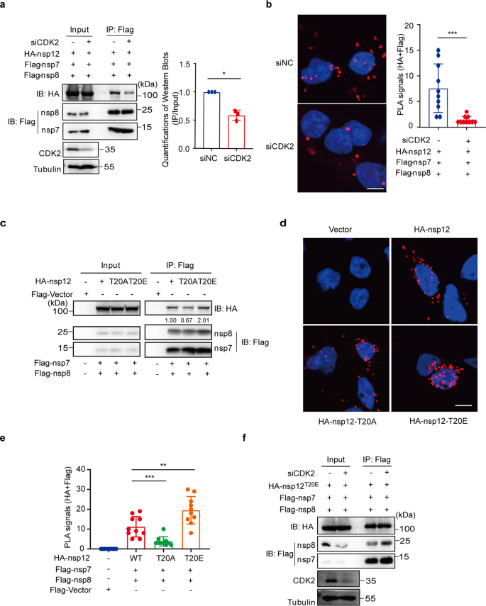 https://media.springernature.com/lw685/springer-static/image/art%3A10.1038%2Fs41392-022-01239-w/MediaObjects/41392_2022_1239_Fig5_HTML.png