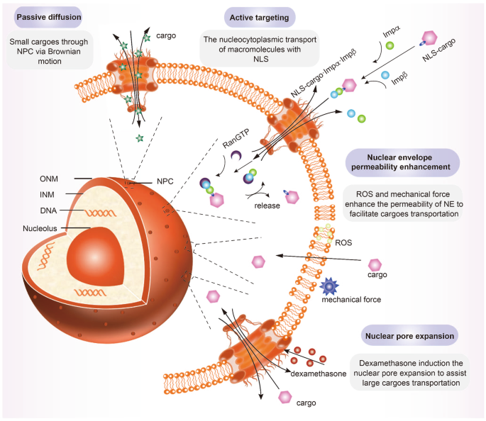 Organelle-targeted therapies: a comprehensive review on system design for  enabling precision oncology | Signal Transduction and Targeted Therapy