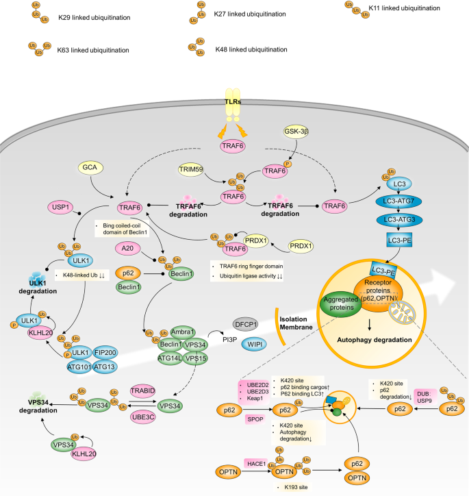 Targeting PP2A-dependent autophagy enhances sensitivity to