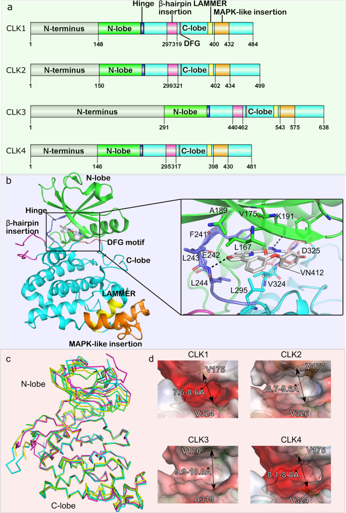 Cdc2-like kinases: structure, biological function and therapeutic 