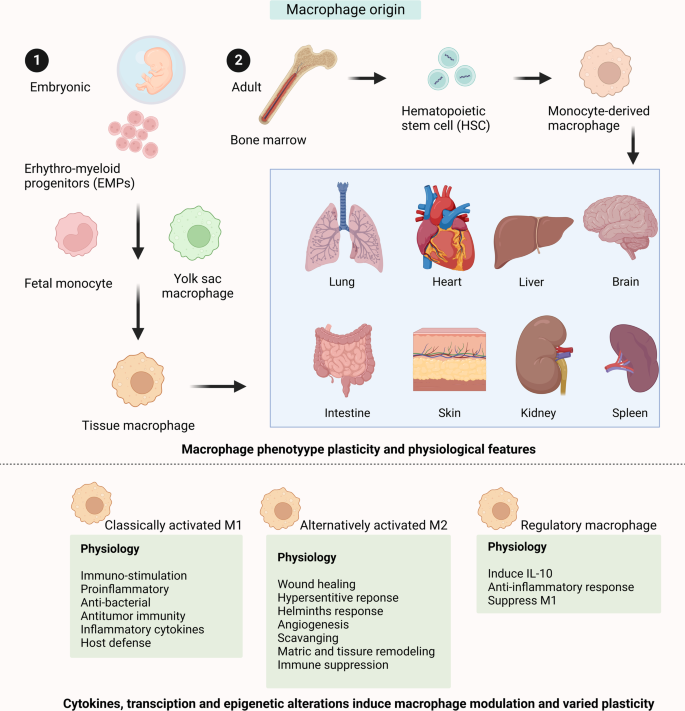 macrophages activation