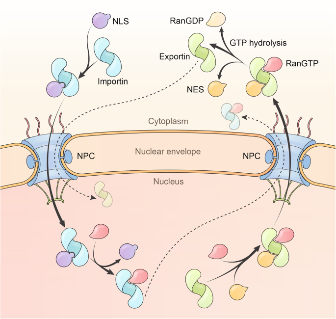 Nuclear transport proteins: structure, function and disease 