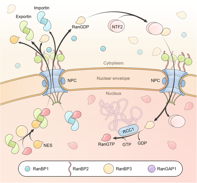 Nuclear transport proteins: structure, function and disease 