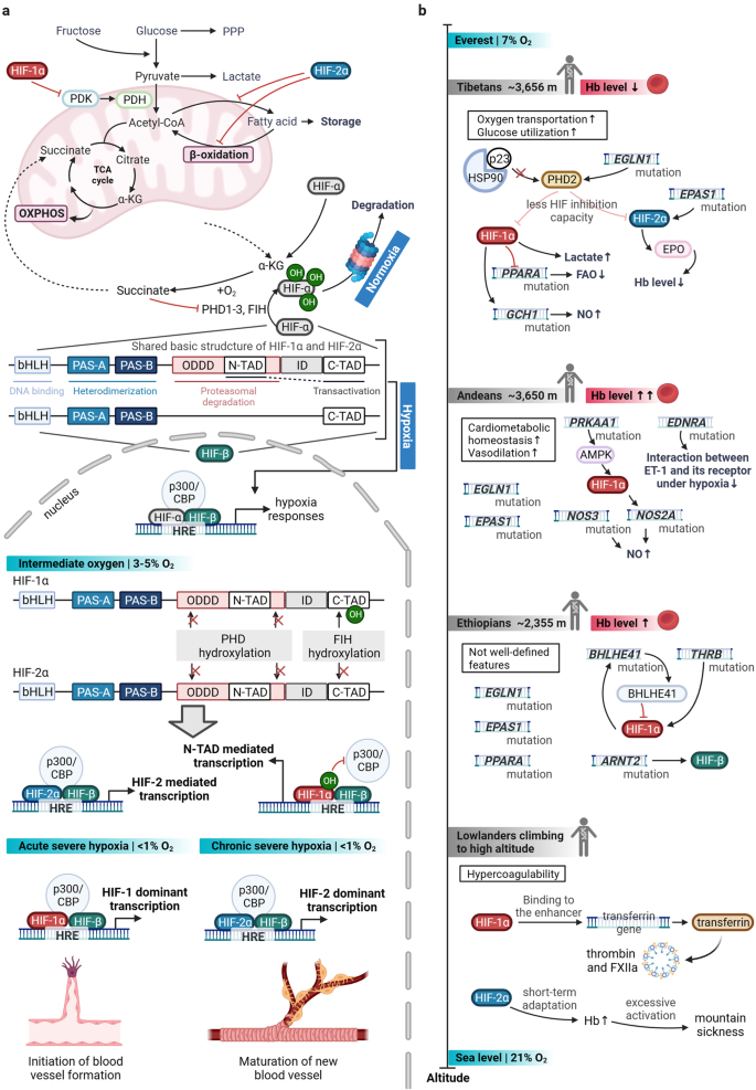 Frontiers  Impact of High-Altitude Hypoxia on Bone Defect Repair