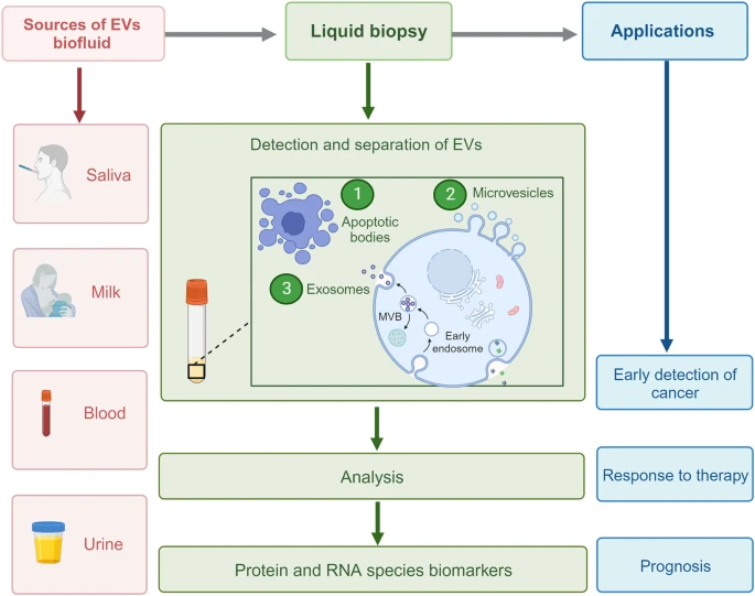 Abundance of EV are located in Biofluids, making them one of the sort after tools for disease diagnosis and treatment for cancer therapy by collecting liquid biopsy for early stage diagnosis.