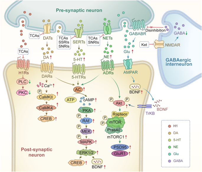 monoamine hypothesis journal figure 6