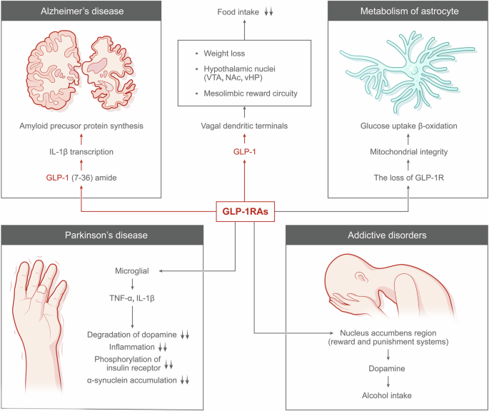 Glucagon-like peptide-1 receptor: mechanisms and advances in therapy | Signal Transduction and Targeted Therapy Glucagon-like peptide-1 receptor: mechanisms and advances in therapy | Signal Transduction and Targeted Therapy