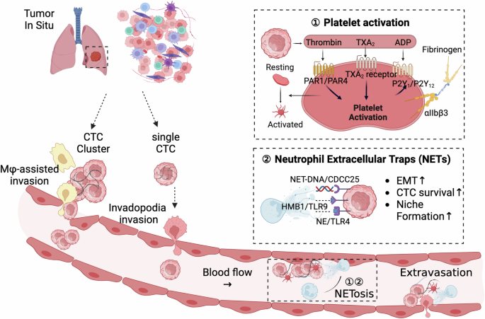 Circulating tumor cells: from new biological insights to clinical practice | Signal Transduction and Targeted Therapy