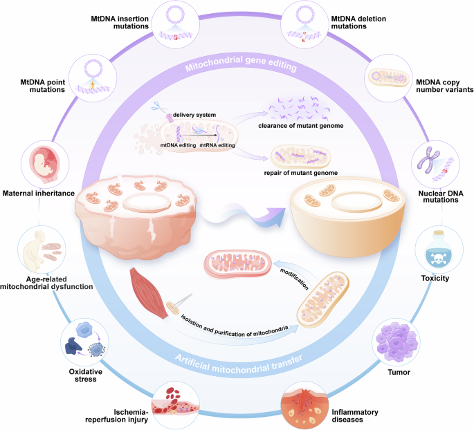 Engineered mitochondria in diseases: mechanisms, strategies, and applications