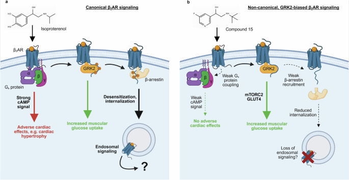 Rewiring β2-adrenergic receptor signaling: harnessing non-canonical GRK ...
