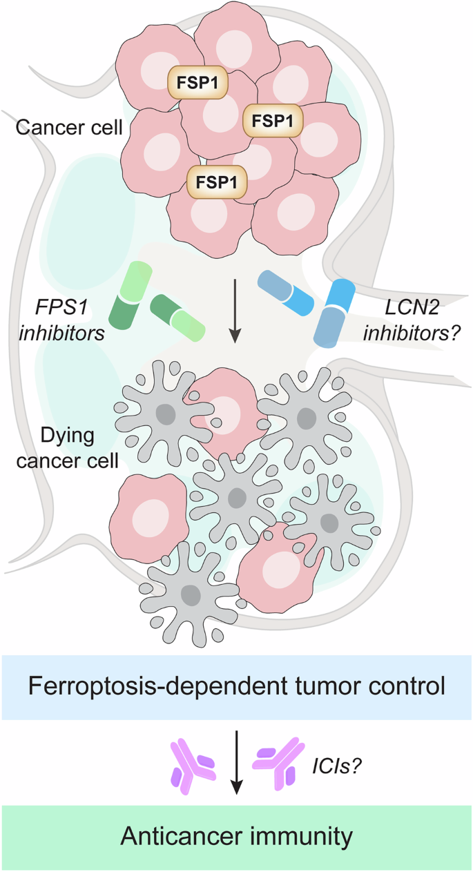 Cell death: targeting ferroptosis in cancer | Signal Transduction and ...