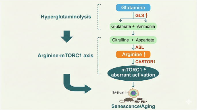 is glutathione bad yahoo answer Glutathione: Master Antioxidant, Reducing Oxidative Stress, and  Detoxification