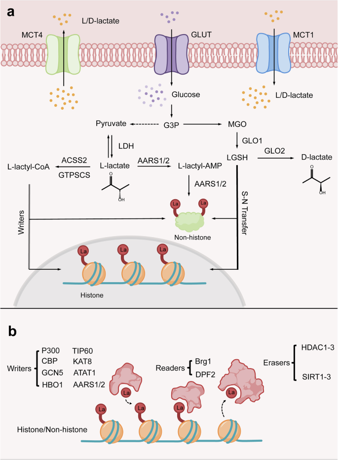 d-lactate glutathione D-Lactate: Groundbreaking Research No One Is Talking About Lactate metabolism and lactylation in