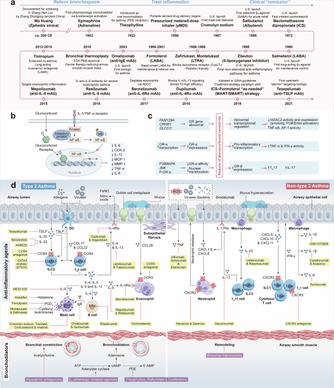 inhaled glutathione asthma bronchospasm Mechanisms and therapeutic strategies of asthma: from bench to bedside GHK-Cu PEPTÍDEO DE COBRE GLP-RT Quantity:60mg جلوتاثيون في البحرين