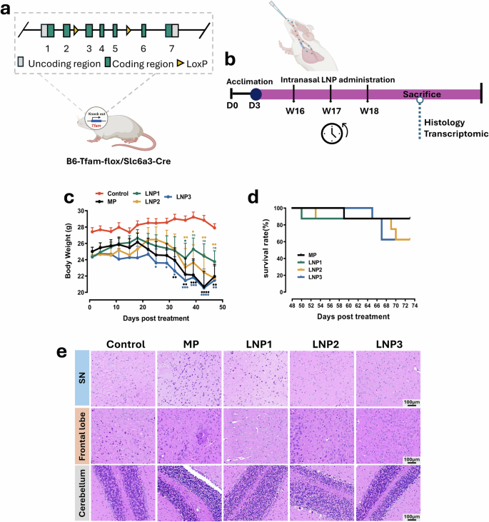 Peptide-targeted cubosome and hexosome nanoassemblies mitigate mitochondrial dysfunction in a MitoPark model