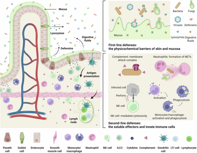 glutathione innate immunity immunity: current understandings and future perspectives PERRICONE MD ACYL GLUTATHIONE focus Product Type:1000g Powder