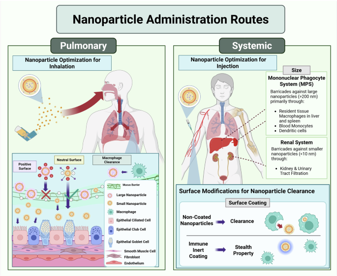 is glutathione good for the kidney Precision nanomedicine pulmonary diseases: from molecular targeting to clinical translation What is glutathione and Numbuzin No 5 plus cream How much ?:2 Month Supply (x60 Capsules)