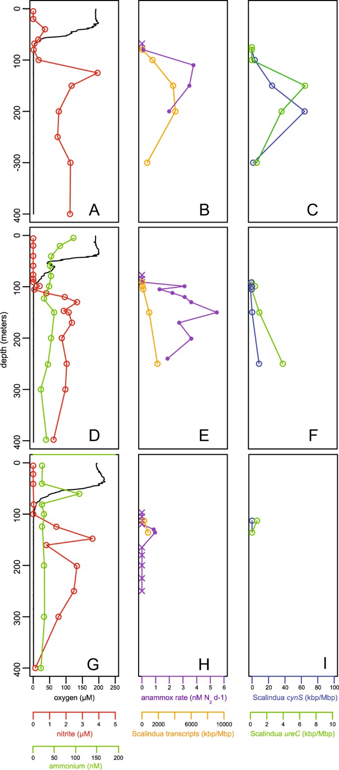 Single cell genomic and transcriptomic evidence for the use of alternative  nitrogen substrates by anammox bacteria | The ISME Journal