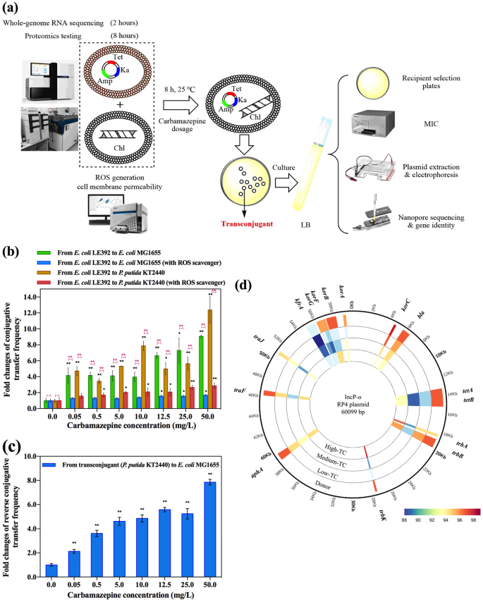 Antiepileptic Drug Carbamazepine Promotes Horizontal Transfer Of Plasmid Borne Multi Antibiotic Resistance Genes Within And Across Bacterial Genera The Isme Journal