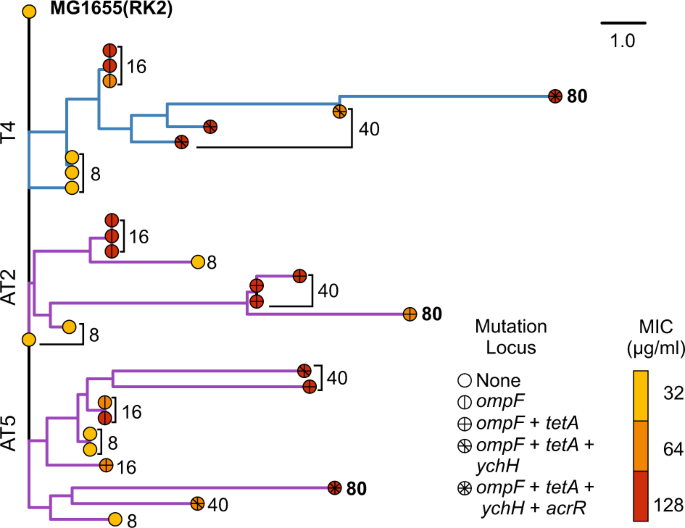 Temporal Dynamics Of Bacteria Plasmid Coevolution Under Antibiotic Selection The Isme Journal