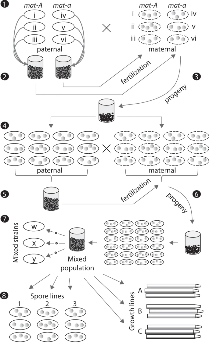 Asexual reproduction and growth rate: independent and plastic life history traits in <i>Neurospora crassa</i>