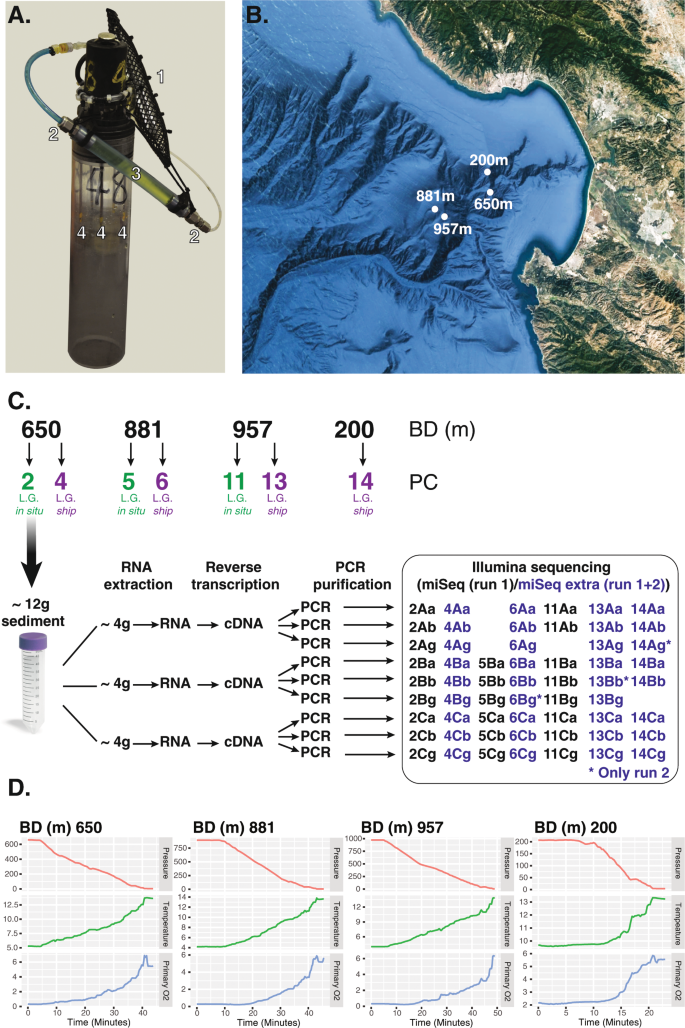 Controlled Sampling Of Ribosomally Active Protistan Diversity In Sediment Surface Layers Identifies Putative Players In The Marine Carbon Sink The Isme Journal