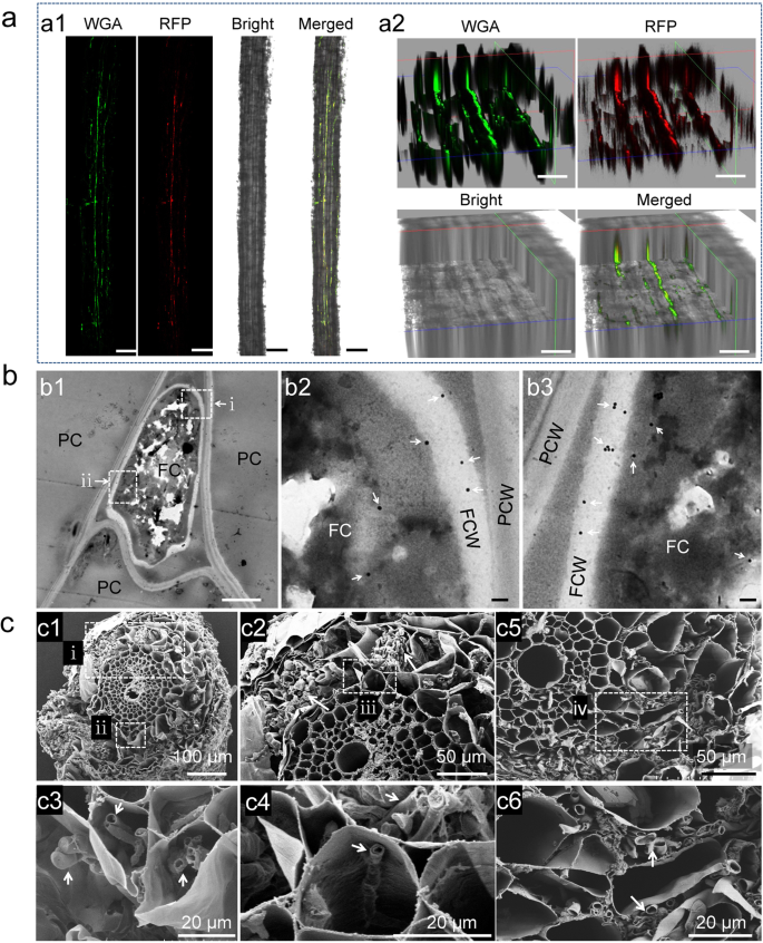 A cosmopolitan fungal pathogen of dicots adopts an endophytic lifestyle on cereal crops and protects them from major fungal diseases | The ISME Journal A cosmopolitan fungal pathogen of dicots adopts an endophytic lifestyle on cereal crops and protects them from major fungal diseases | The ISME Journal