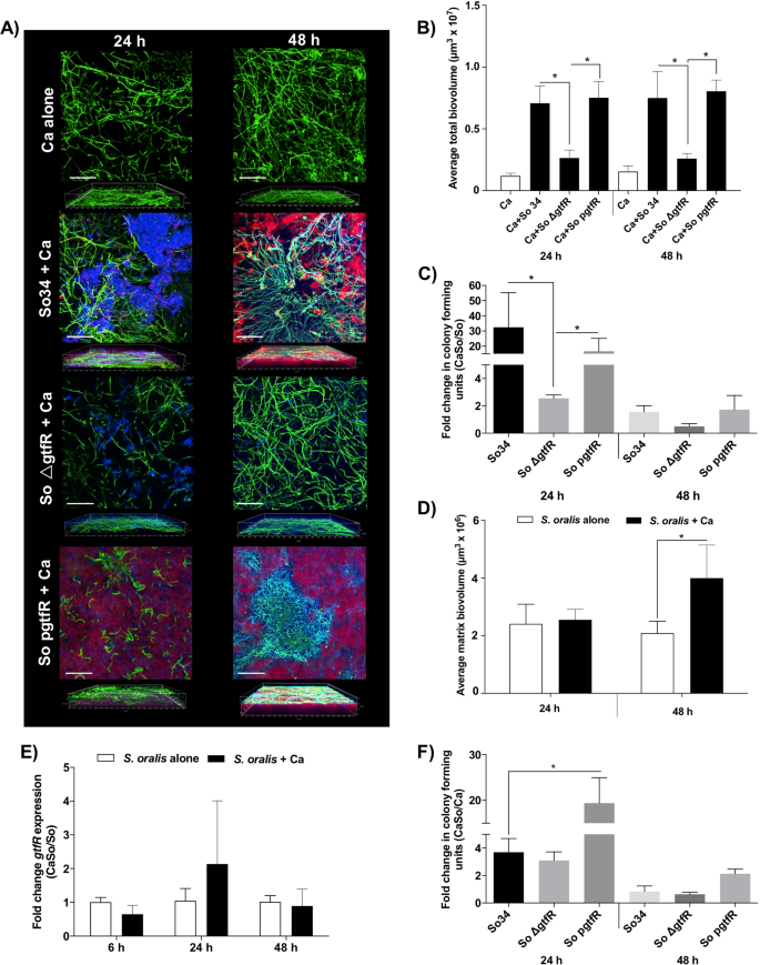 Fig. 2: Twenty-four and forty-eight hour biofilms of C. albicans (Ca) alone or with wild-type S. oralis (So34), gtfR mutant (So ∆gtfR) or complemented (So pgtfR) strains.