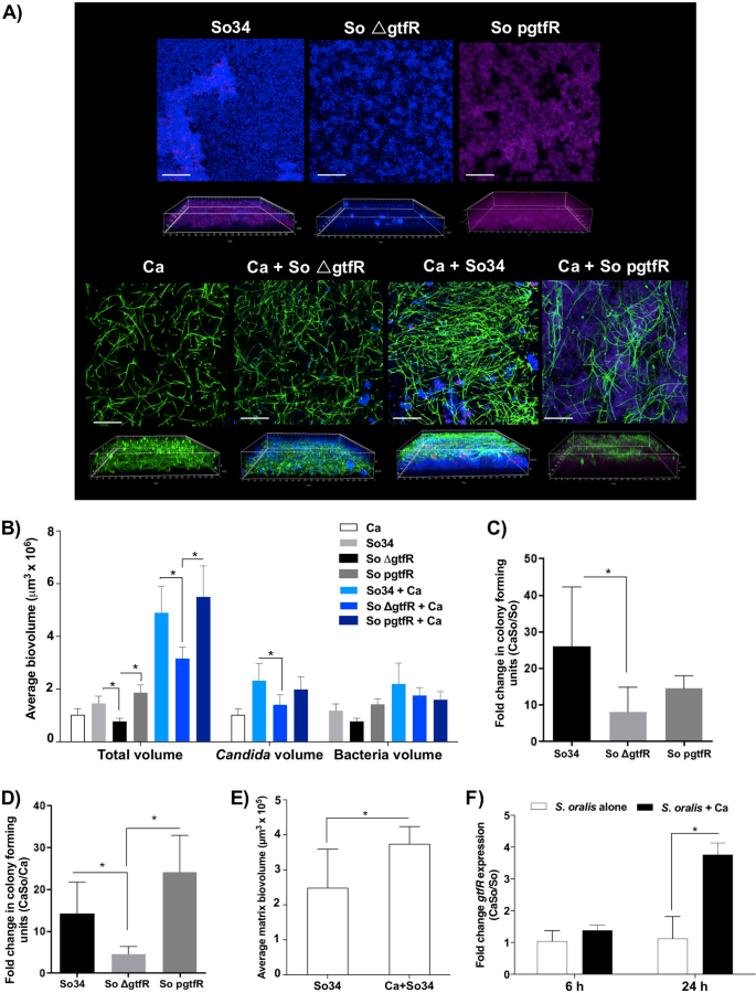 Fig. 3: Biofilms growing on titanium surfaces for 24 h with 1% sucrose.